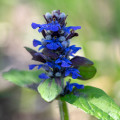 Blue Bugle